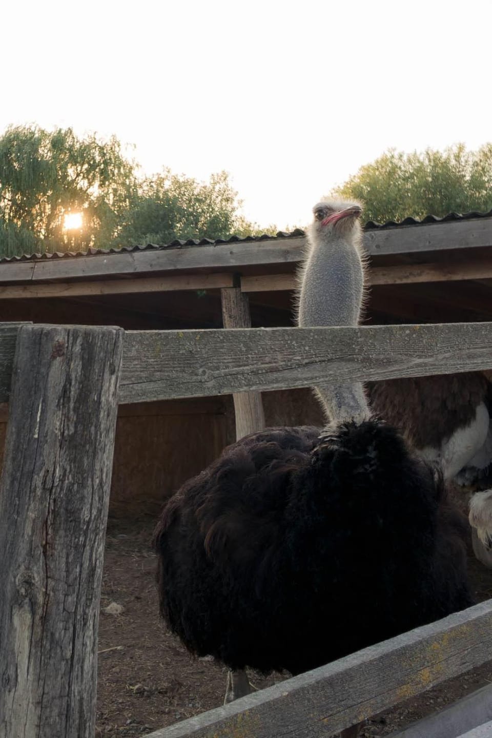 Day, Animals, Pets