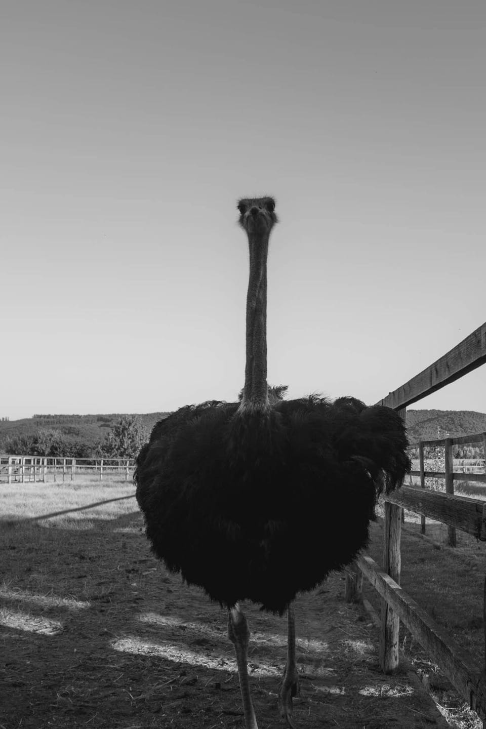 Day, Natural landscape, Animals