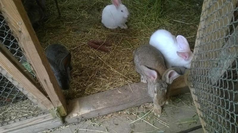 Animals