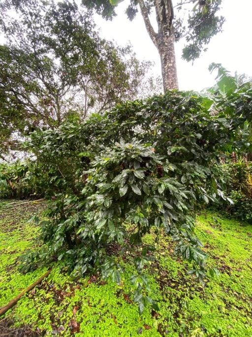 Natural landscape, Garden, Garden view