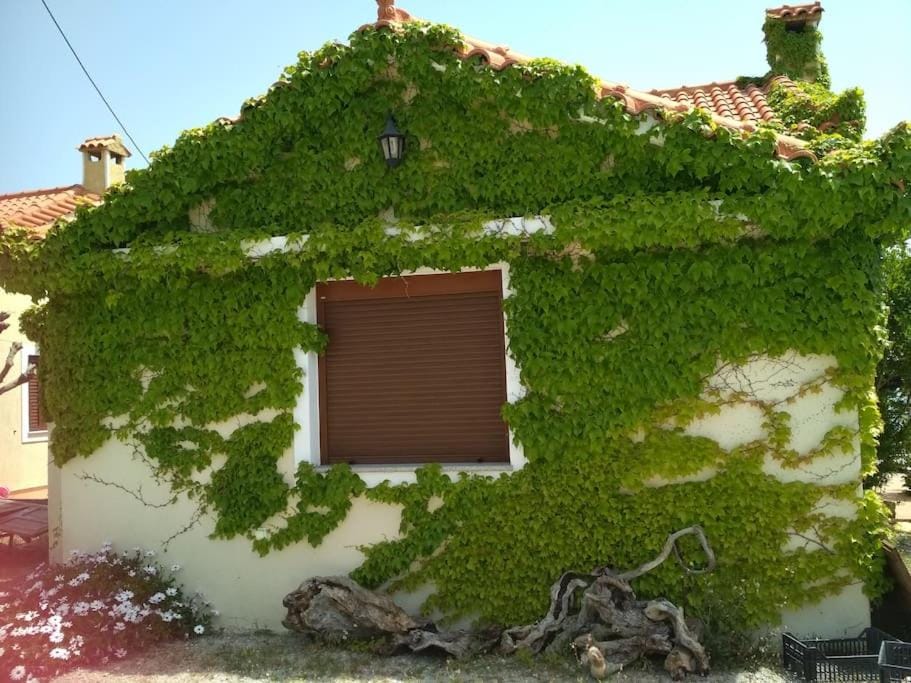 Property building, Day, Garden view