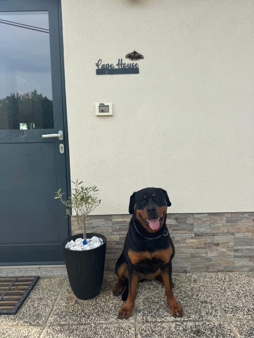 Property building, pet friendly