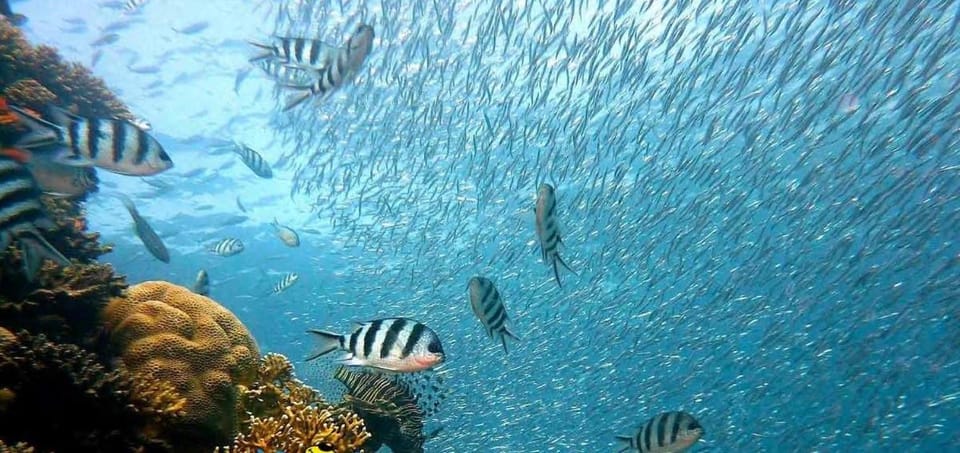 Diving