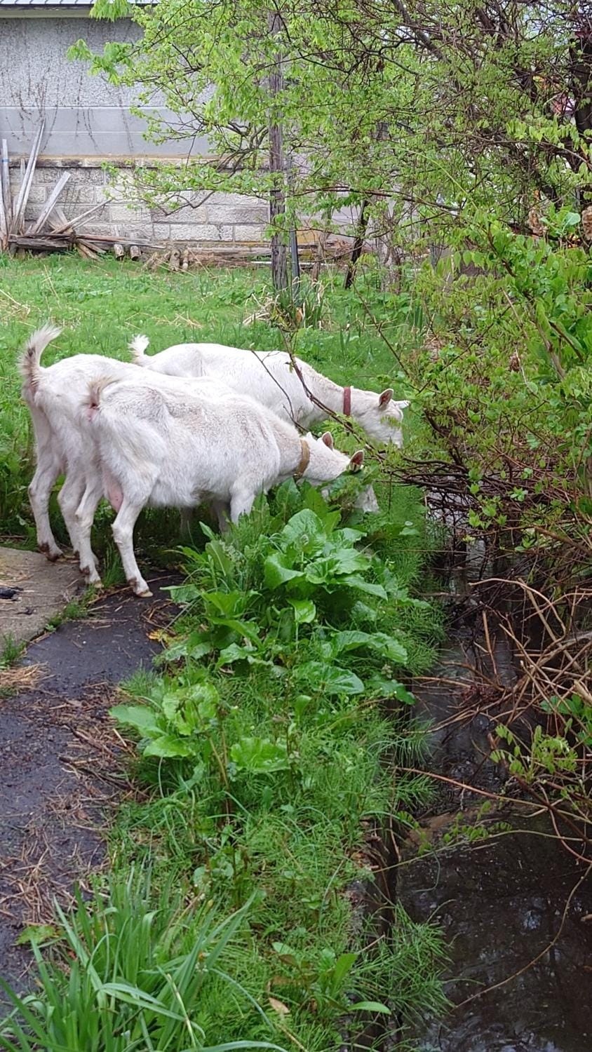 Off site, Animals