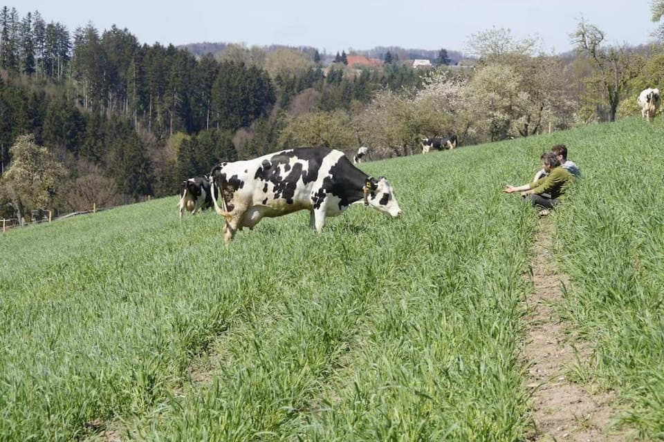 Natural landscape, Animals