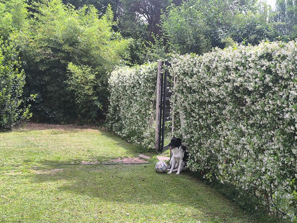 Spring, Day, Garden, Garden view