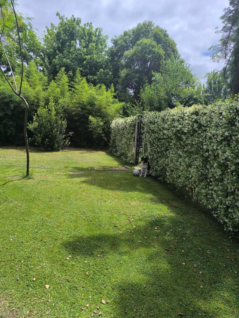Spring, Day, Garden, Garden view