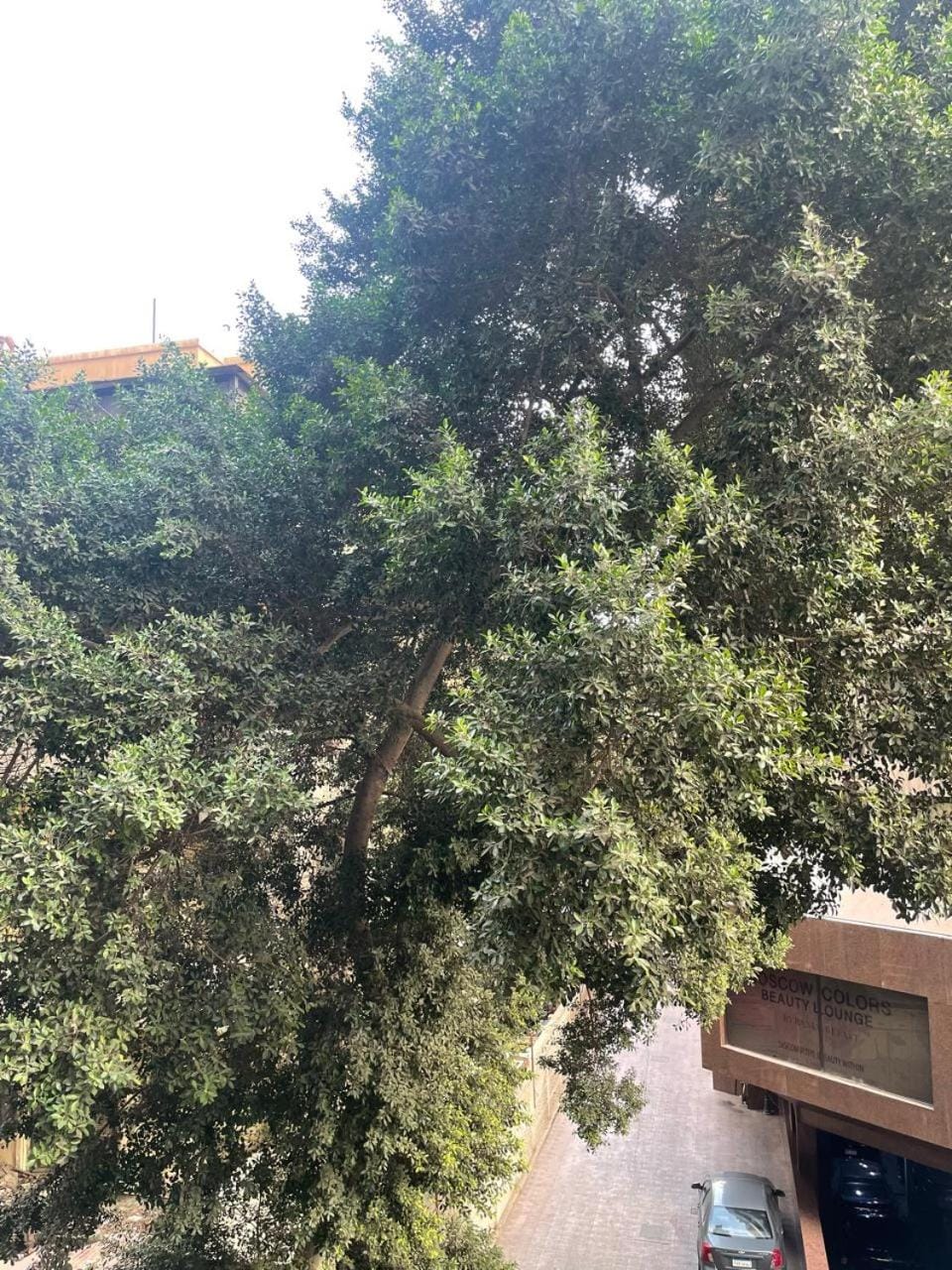 روعة الزمالك Apartment in Cairo