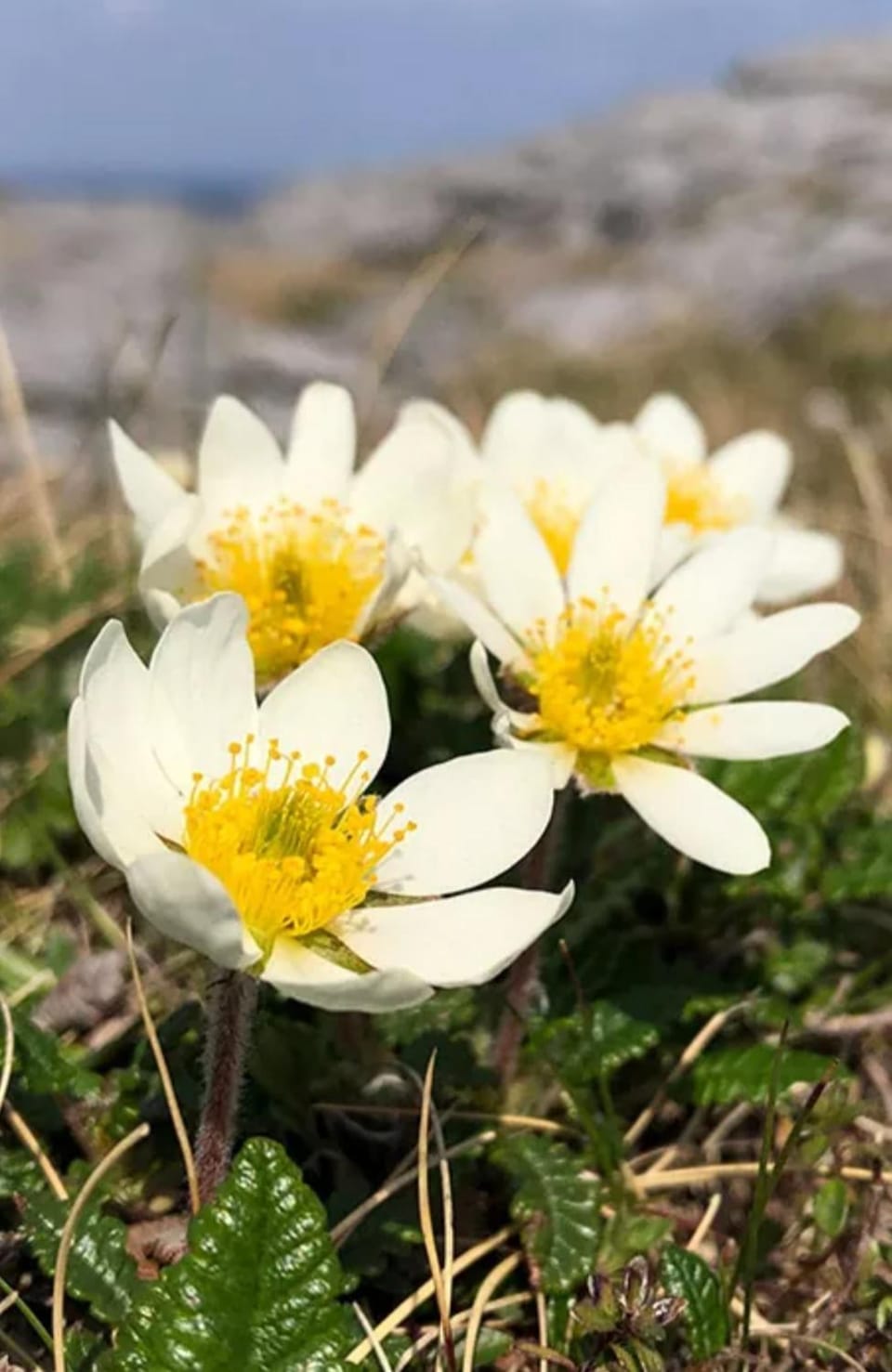 Spring, Natural landscape