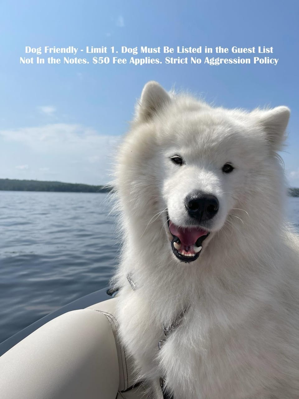 Pets, pet friendly, pet friendly