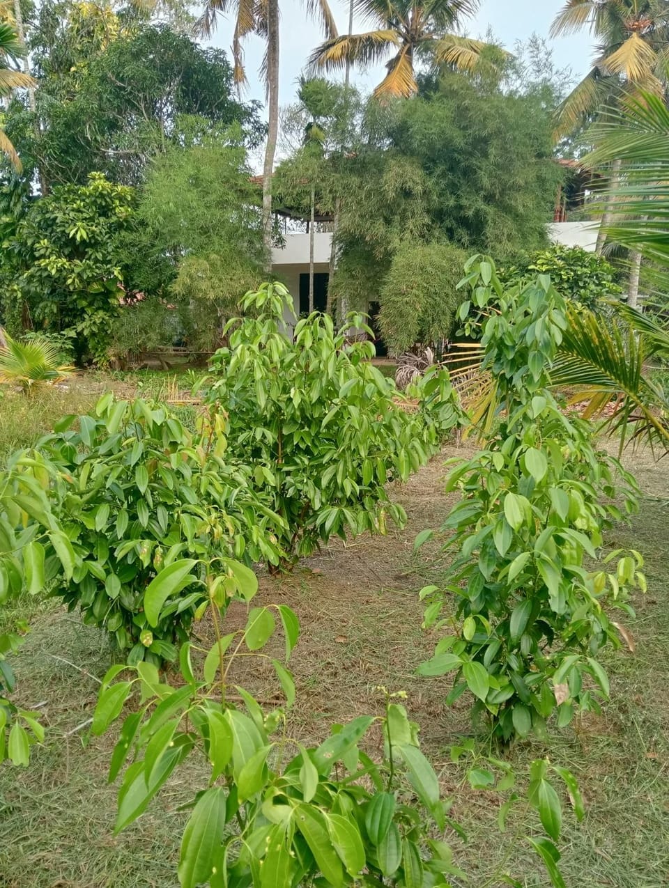 Villa Weligama Gedara Bed and Breakfast in Southern Province