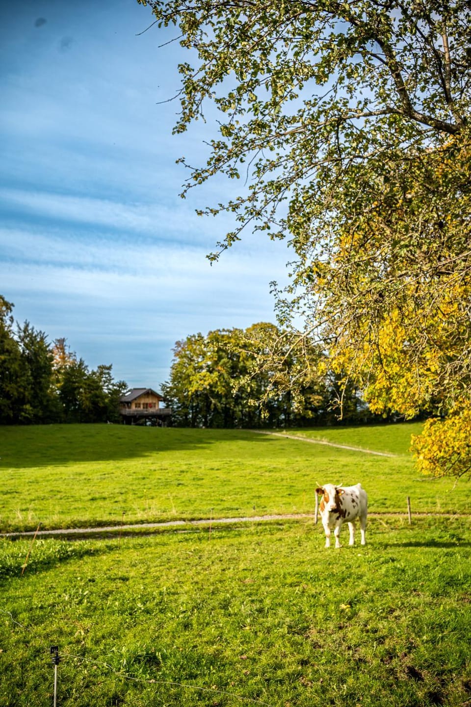 Spring, Day, Natural landscape, Garden, Animals