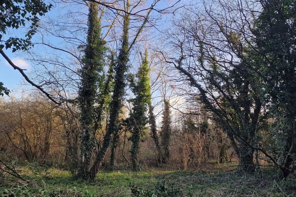 Garden view
