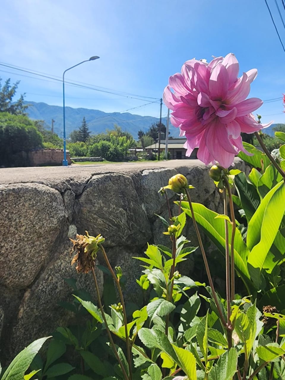 Natural landscape, Garden, Garden view, Mountain view