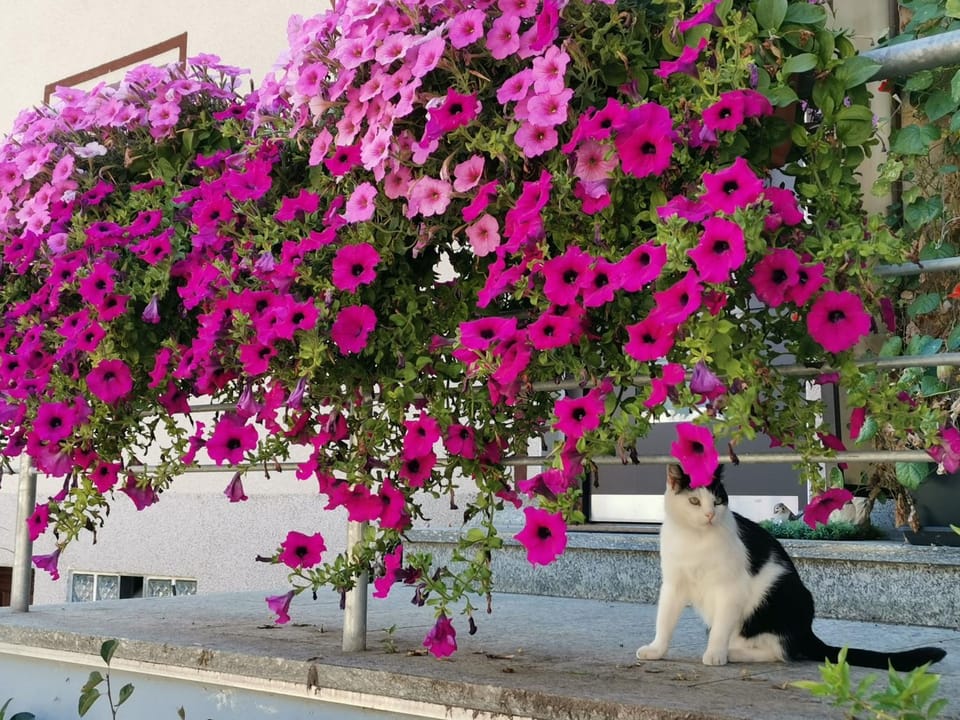 Property building, Facade/entrance, Pets