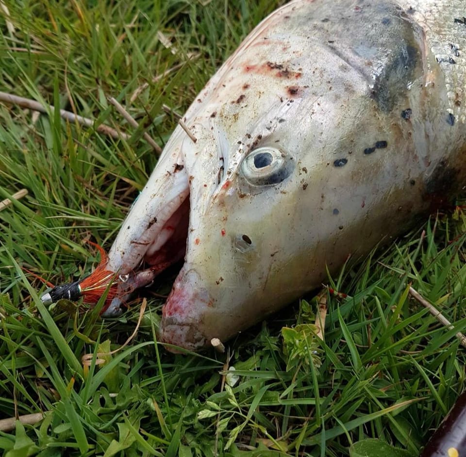 6 personers hytte på Tarm camping Campground/ 
RV Resort in Region of Southern Denmark