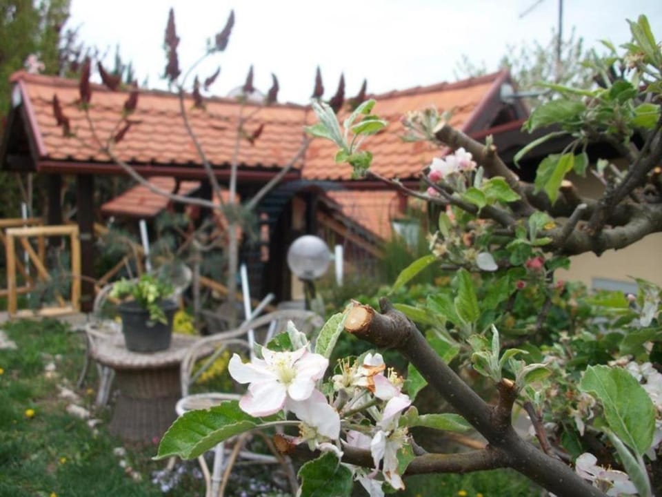 Spring, Day, Garden, Garden view