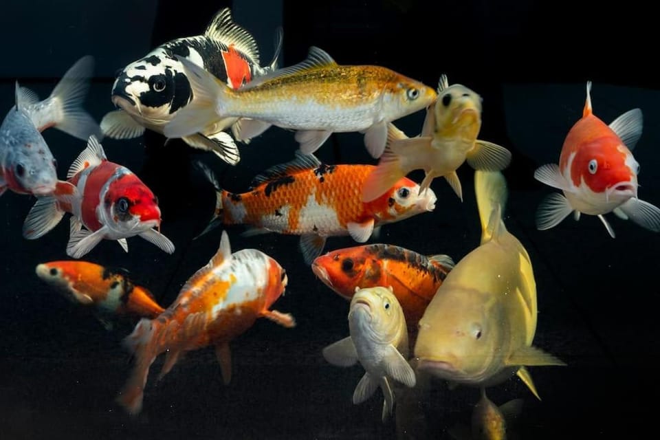 Animals