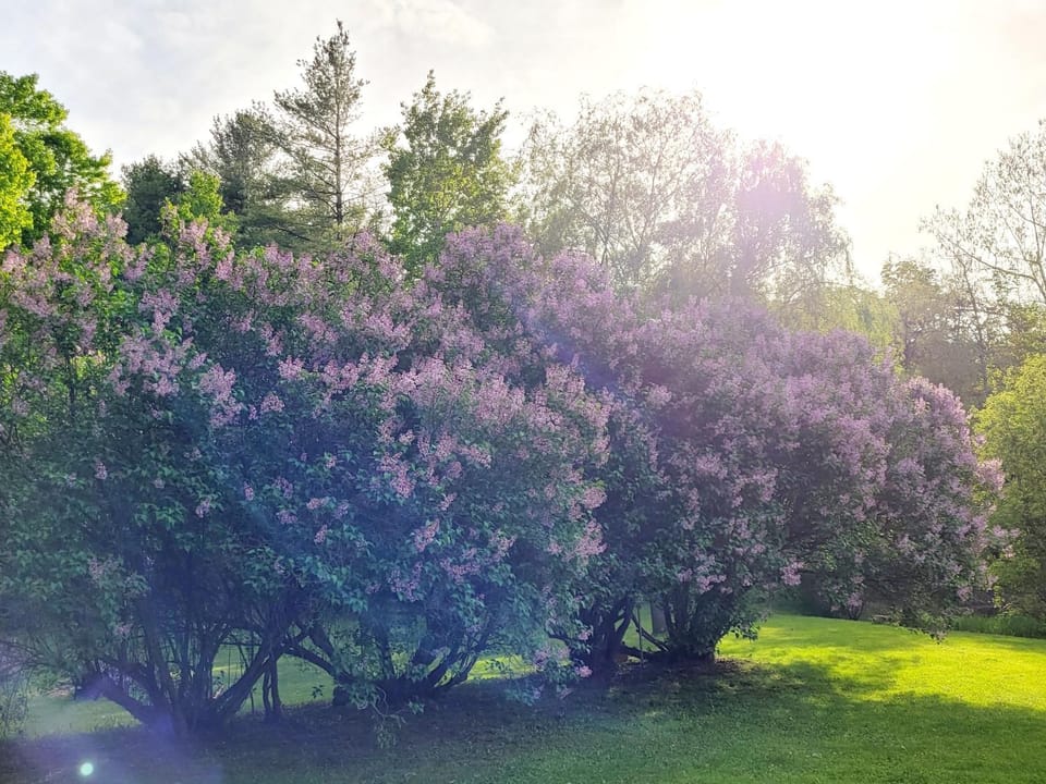 Black Pine Tree House Bed and Breakfast in Halton Hills
