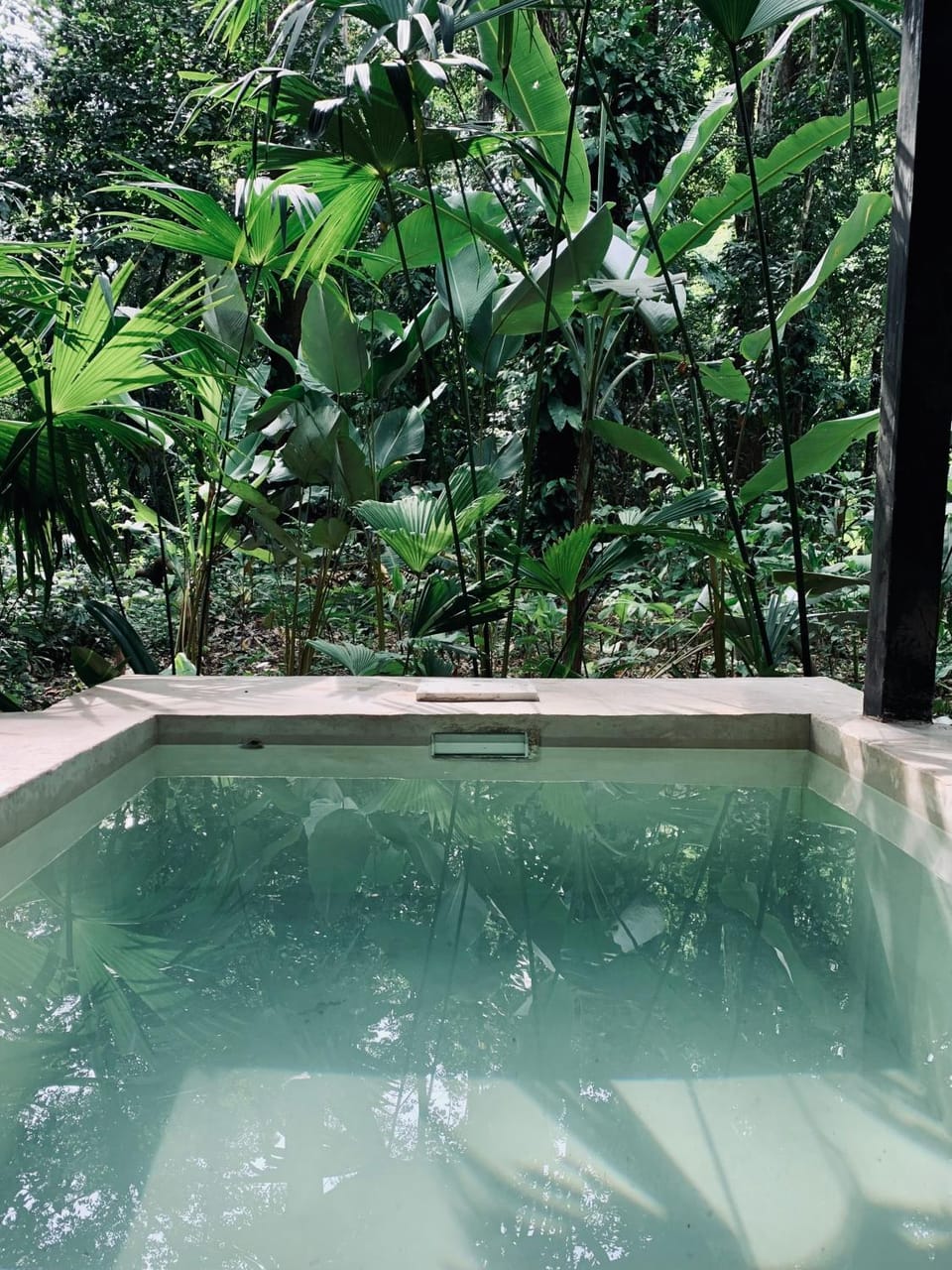 Natural landscape, Garden, Garden view, Pool view, Swimming pool
