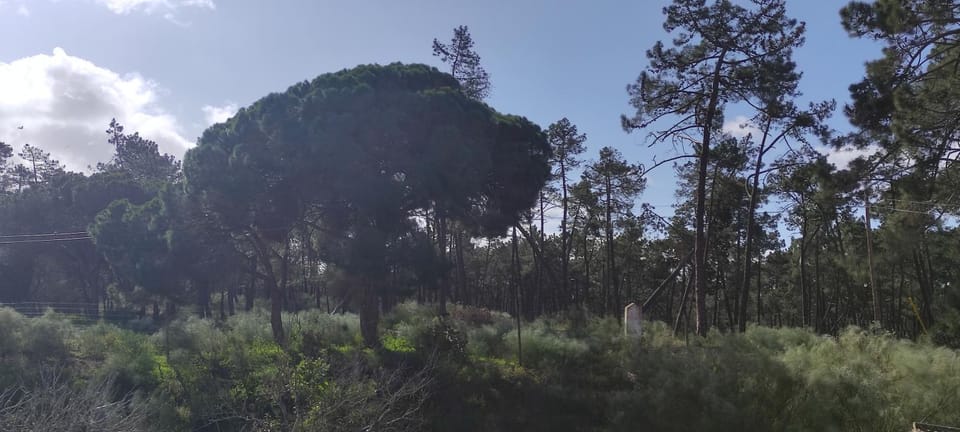 Natural landscape