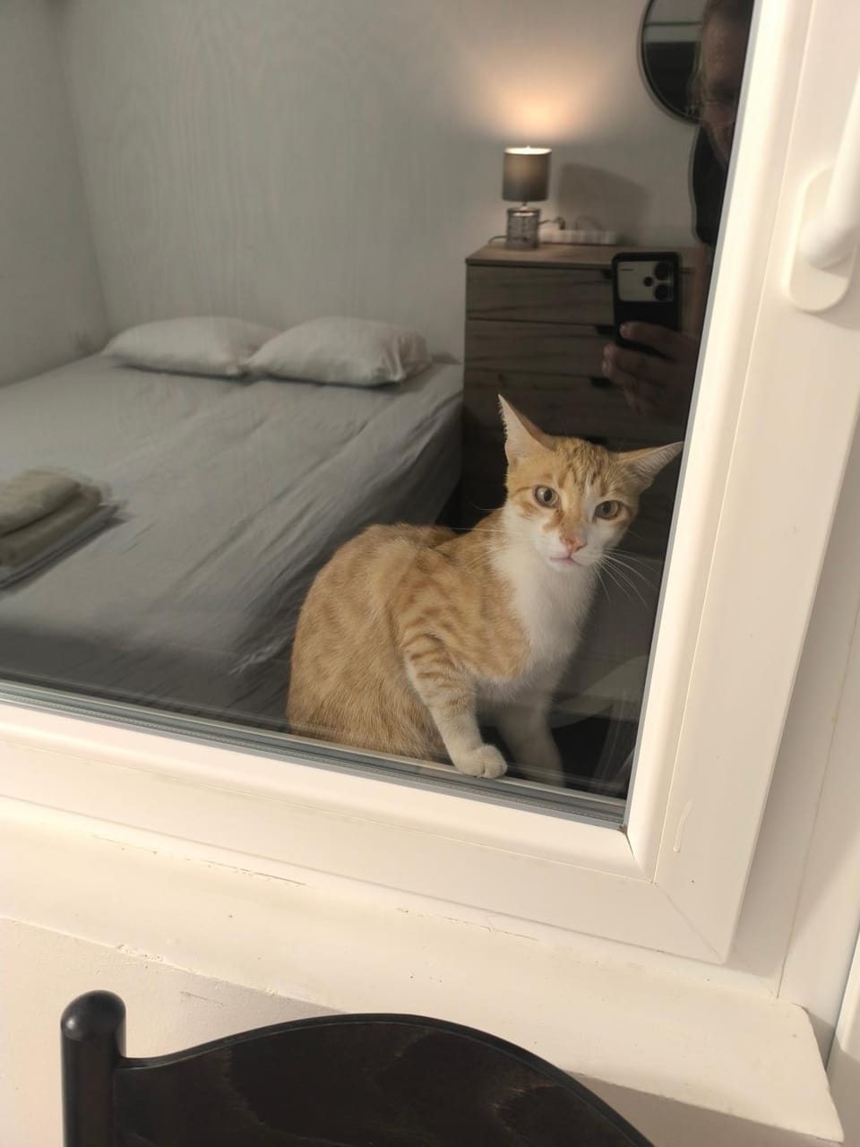 Pets, pet friendly