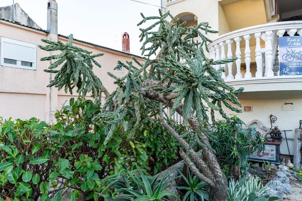 Patio, Day, Garden, Garden view, Internal: Not applicable to any particular room