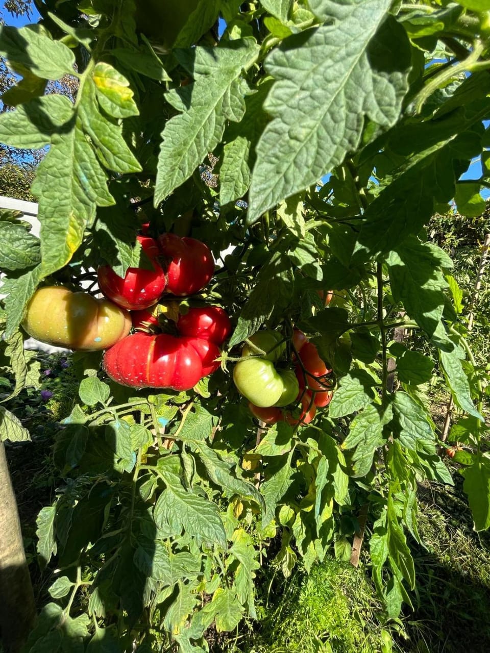 Garden, Food