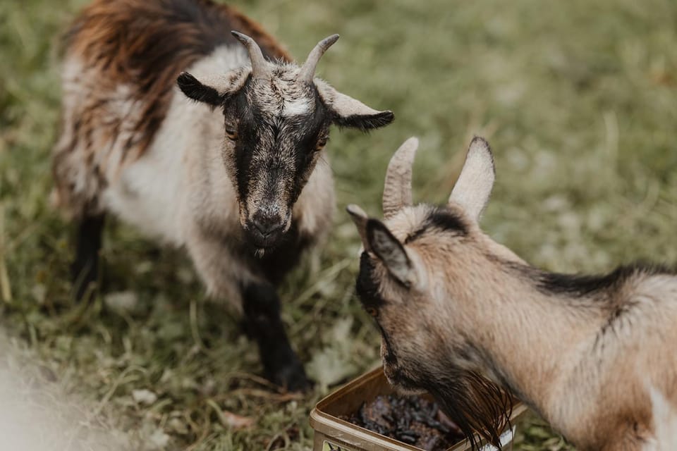 3 x bespoke built cabins with hot tubs, mid Wales Cabin in Wales