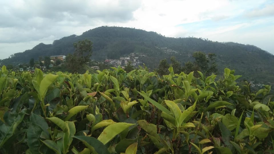 The bawa guest Inn Bed and Breakfast in Central Province