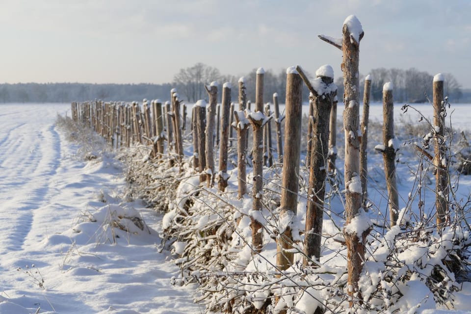 Day, Natural landscape, Winter, Garden