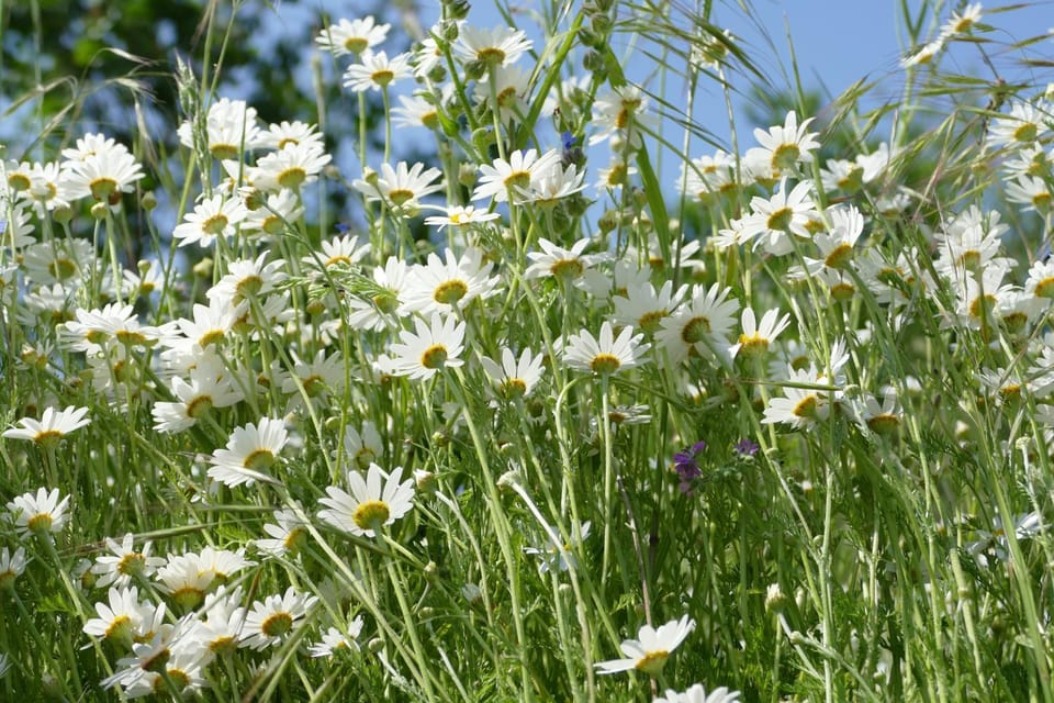 Spring, Day, Garden, Garden view