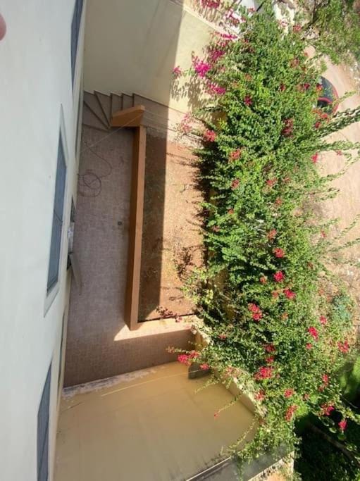 Day, Garden, Garden view