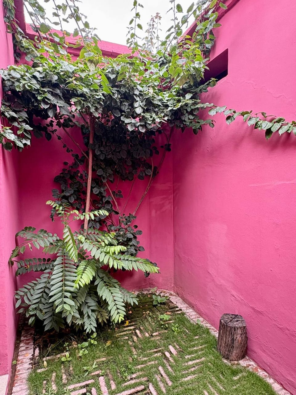 Patio, Garden