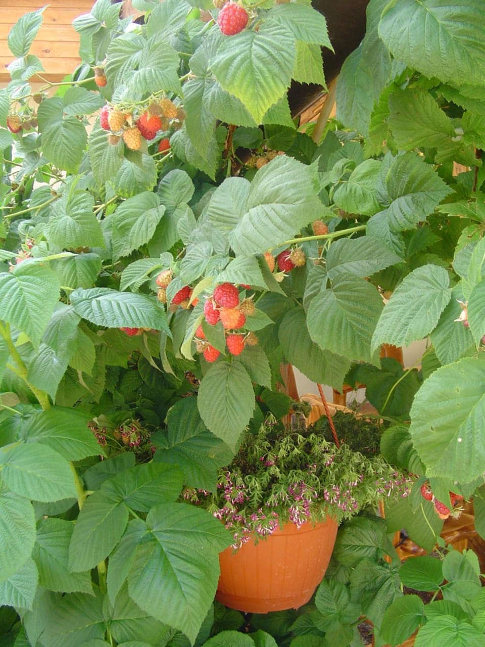 Garden view