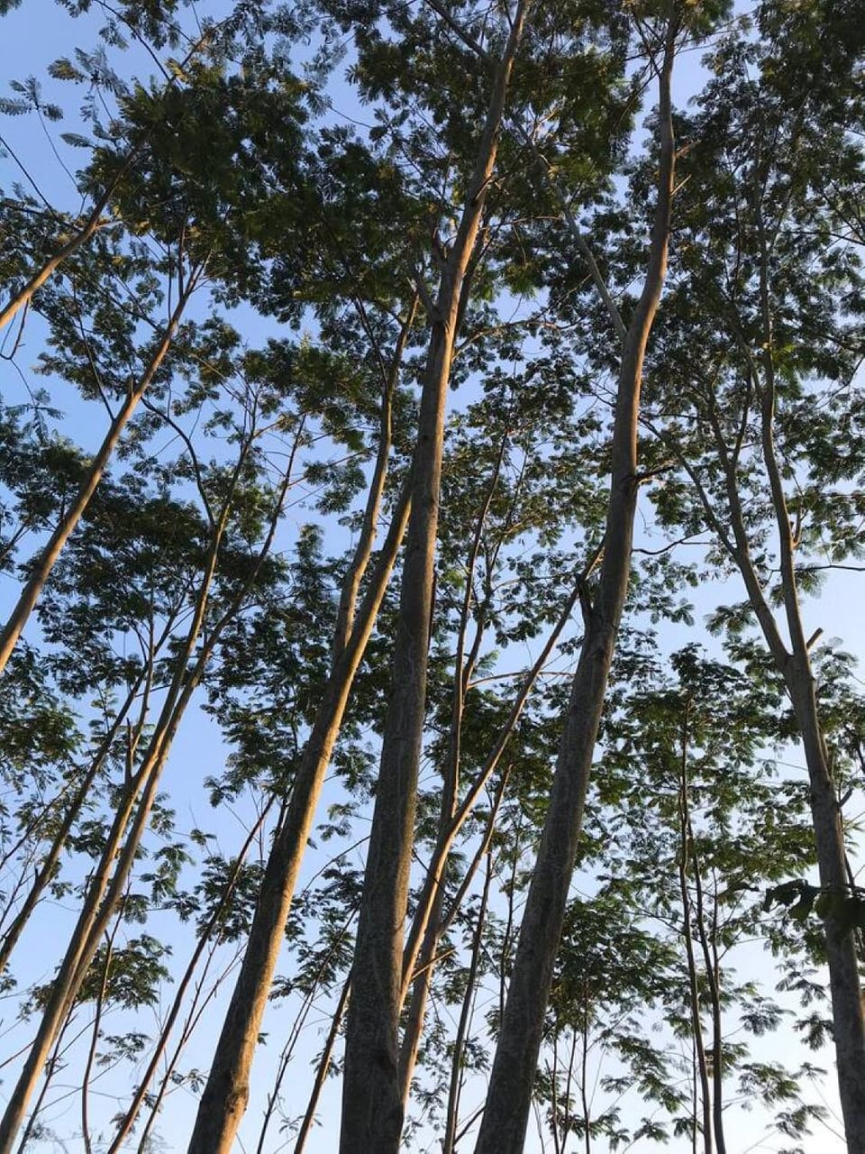 Natural landscape