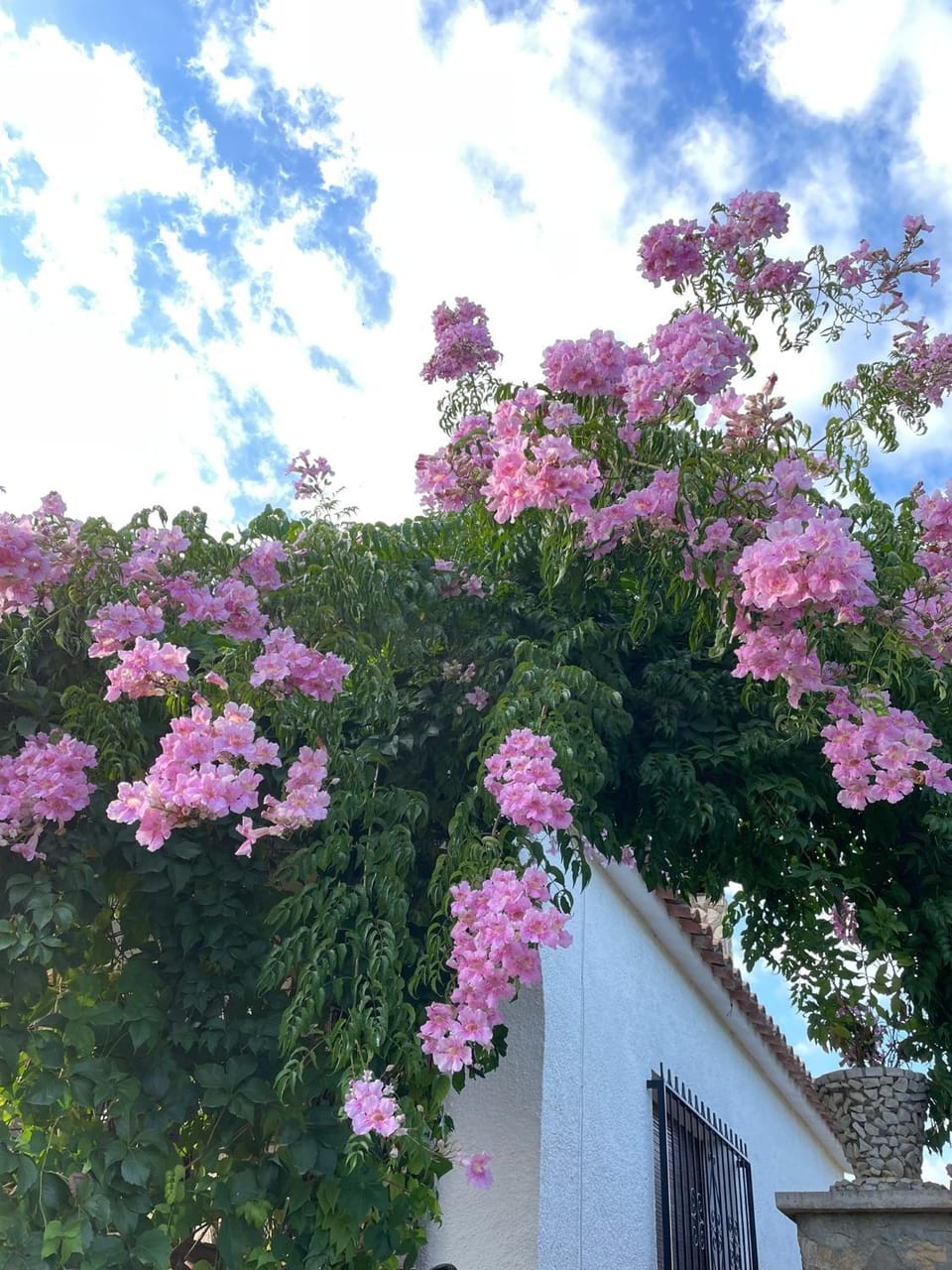 Spring, Garden