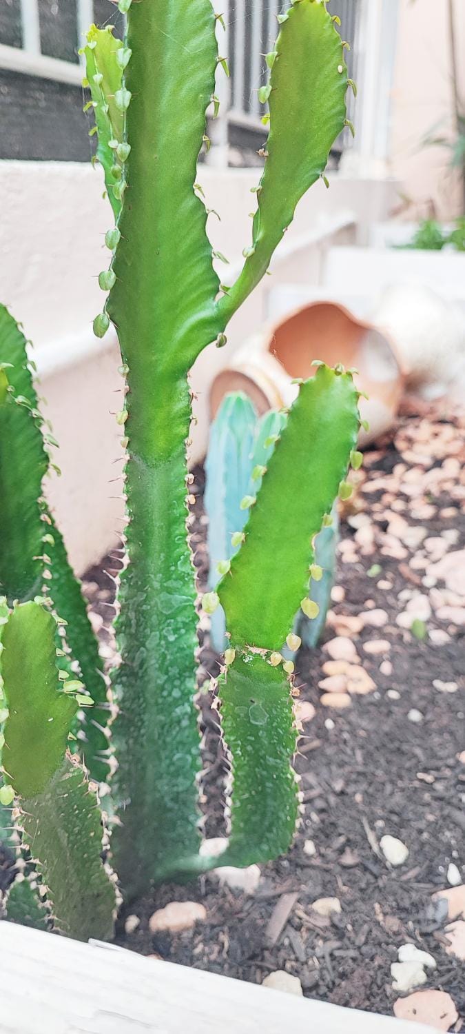 Day, Garden, Garden view