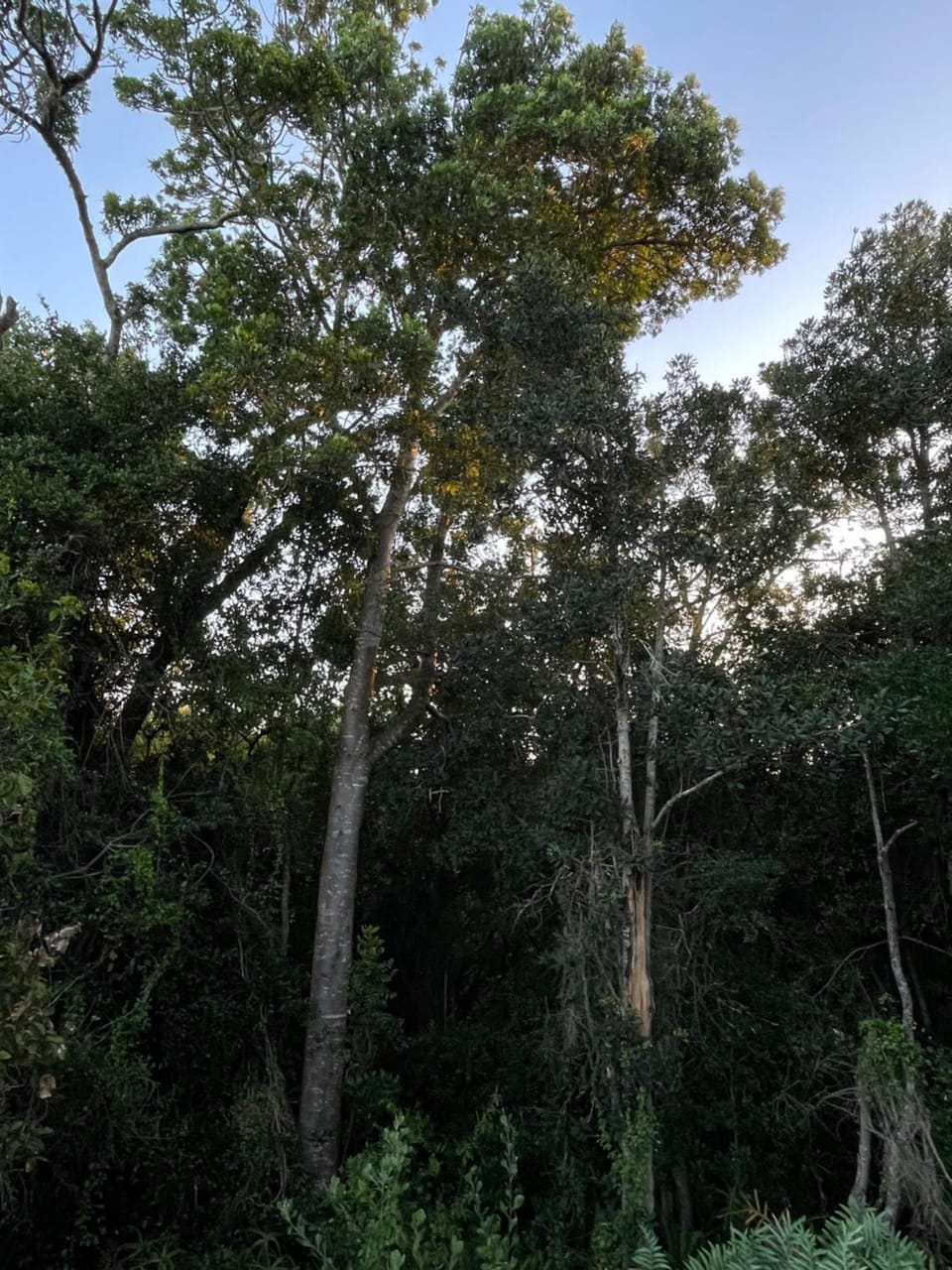 Natural landscape