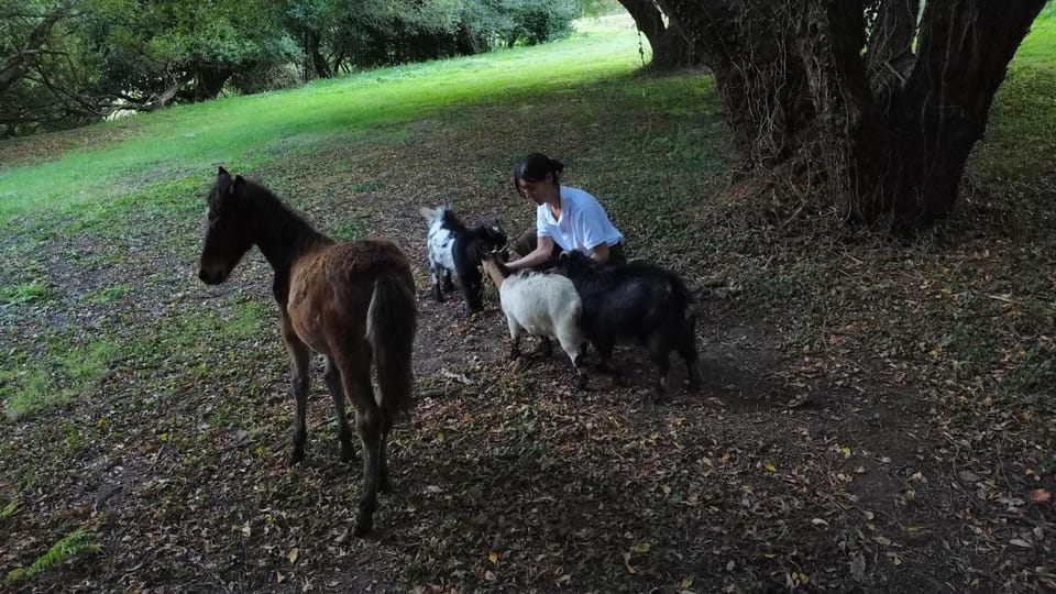 Animals, Entertainment