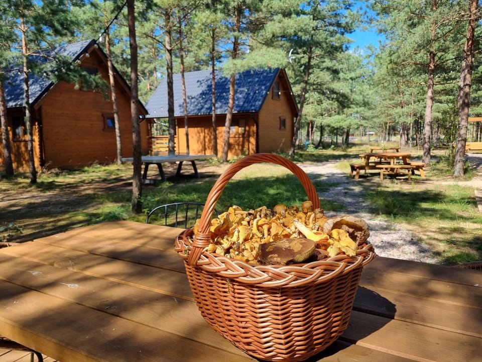 Day, Natural landscape, Garden, Garden view