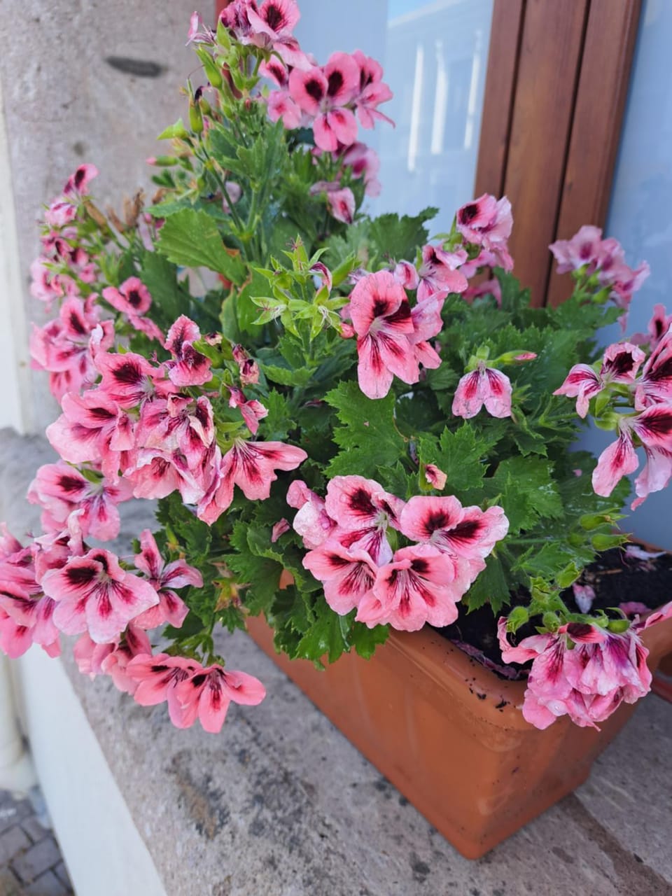 Spring