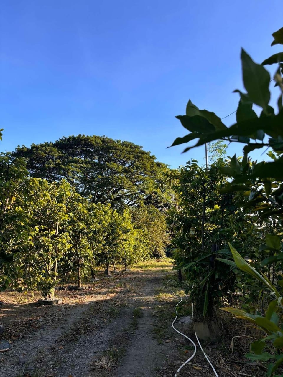 Golden V Farms Hacienda Apartment in Calabarzon
