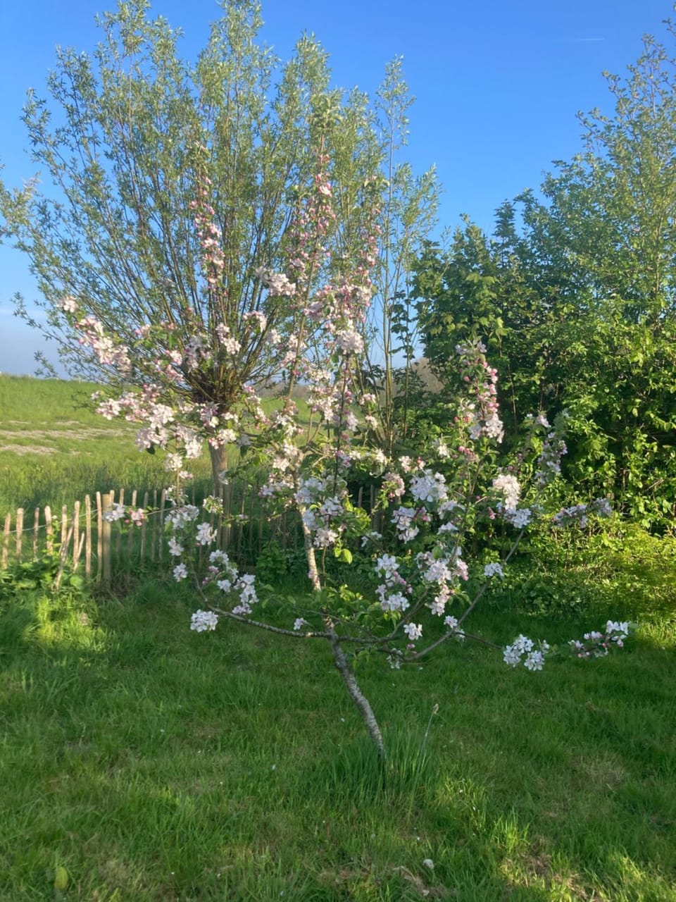 Rosa's zonnige huisje bij duinen bos en strand Campground/ 
RV Resort in North Holland (province)
