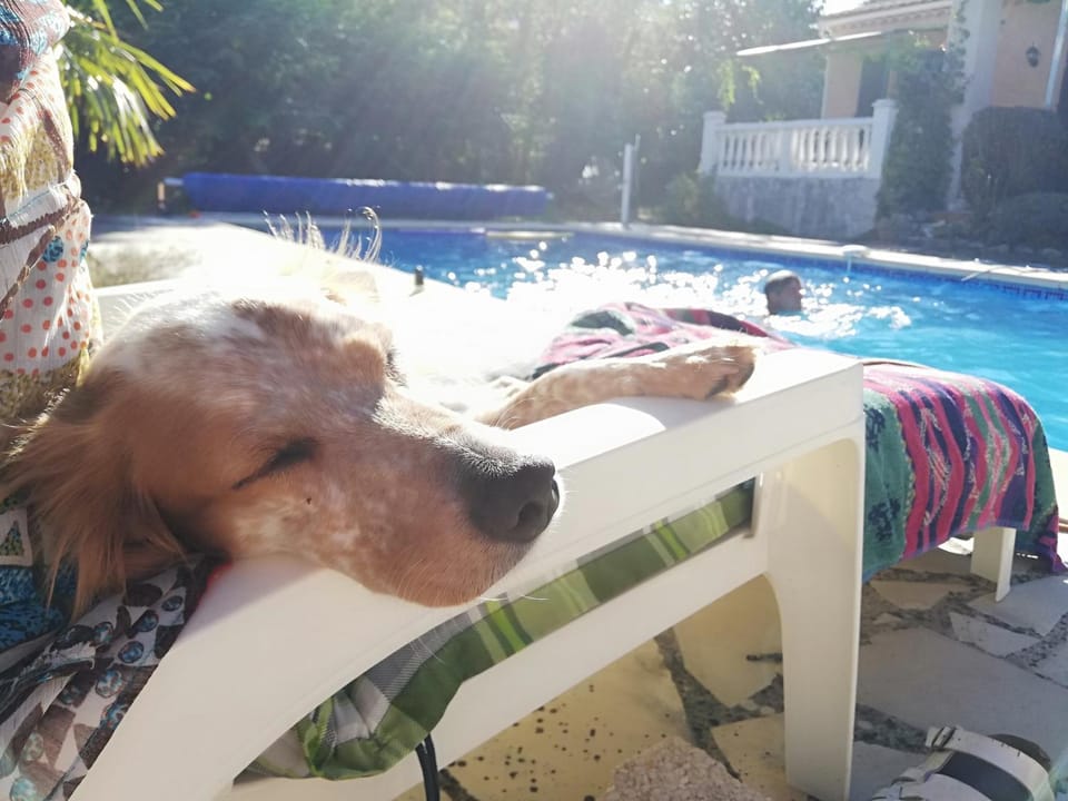 Day, Pets, Pool view, Swimming pool, pet friendly, sunbed