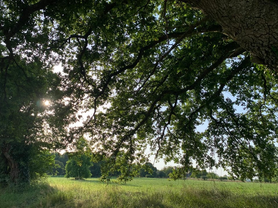 Natural landscape