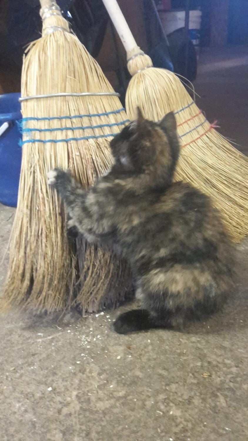 Property building, Pets