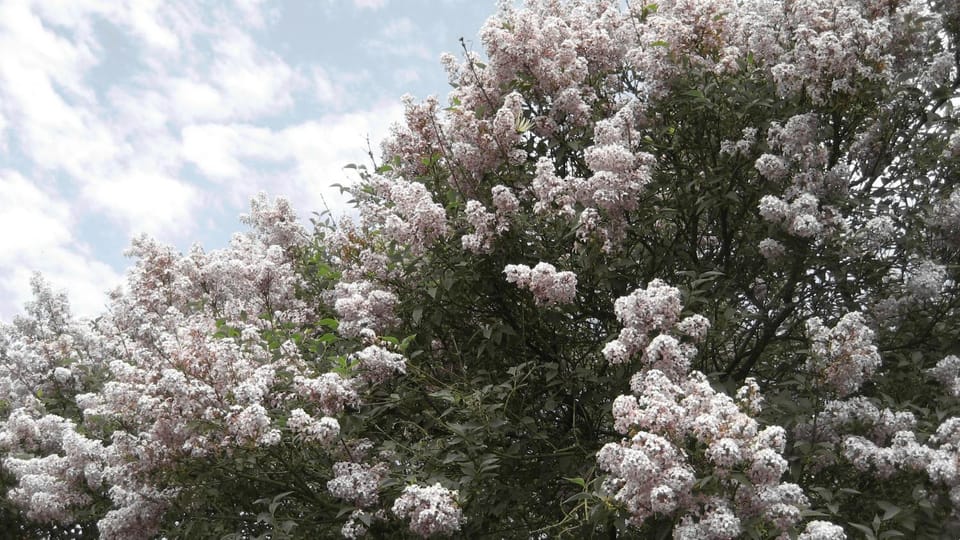 Spring