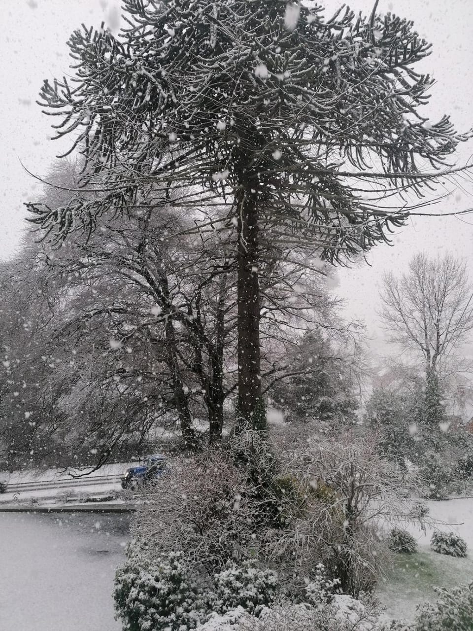 The Beeches Apartment in Newry