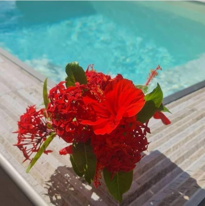 Day, Garden view, Pool view, Swimming pool